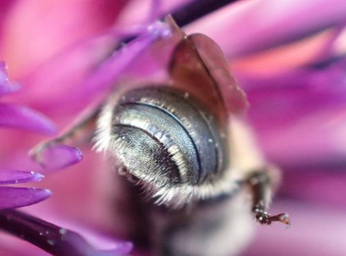 Osmia signata
